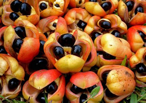 380+ Ackee Fruit Stock Photos, Pictures & Royalty-Free Images - iStock