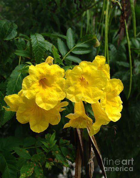 Cat's Claw Vine Photograph by Peter Piatt - Fine Art America