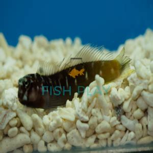 Midas Blenny - FishPlay