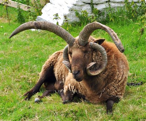 Manx Loaghtan sheep | The Manx Loaghtan is descended from th… | Flickr