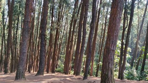 Vagamon Pine Forest - 2020 What to Know Before You Go (with Photos) - Tripadvisor