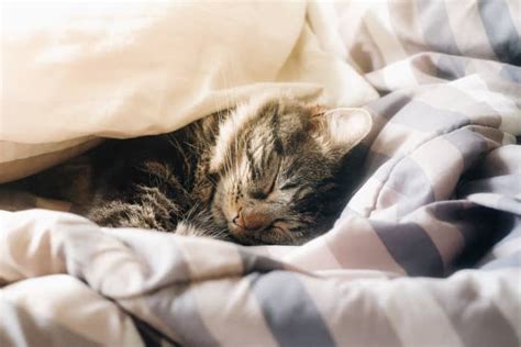 Feline Distemper or Panleukopenia: Virus and Disease Facts - PetHelpful