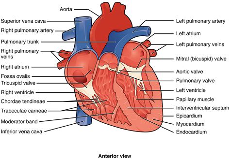 OpenStax: Anatomy and Physiology | CH19: THE CARDIOVASCULAR SYSTEM: THE HEART | Top Hat | Heart ...