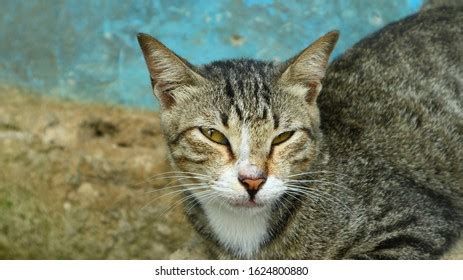 Cat Breeds Thailand Stock Photo 589859750 | Shutterstock