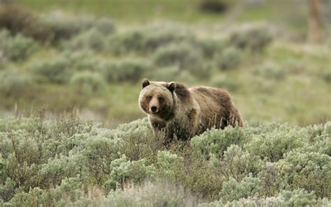 Biologists to begin grizzly bear captures for research in Yellowstone ...