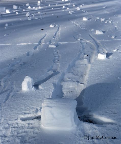 Ohio Birds and Biodiversity: Snow Rollers! Snow Rollers!