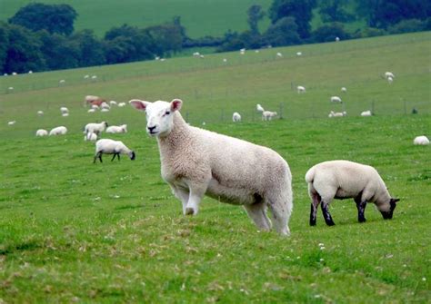 What Predators Eat Sheep? - Joy of Animals