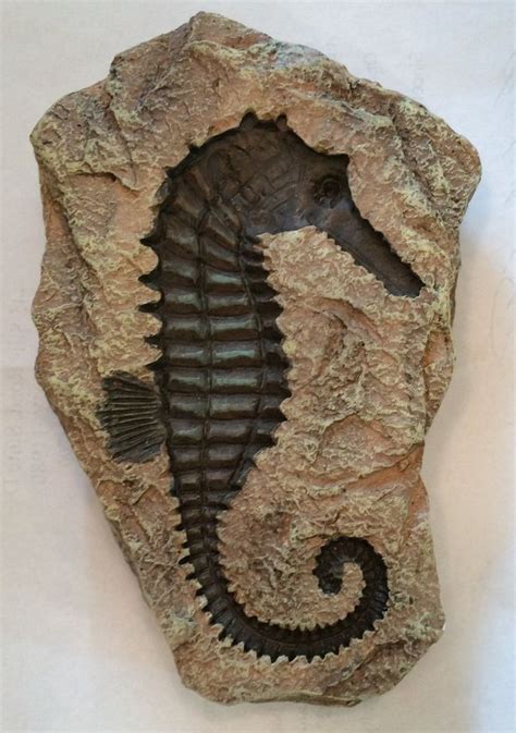 Seahorse Replica Fossil Rock Garden Statue | Pictures of fossils, Dinosaur fossils, Fossils