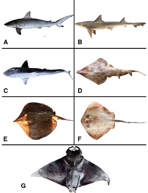 Selected examined elasmobranch species: A Carcharhinus sorrah, B ...