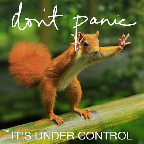 Don't Panic...It's under Control ! | Squirrel funny, Funny animals, Funny pictures