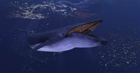 Are Blue Whales Endangered? - A-Z Animals