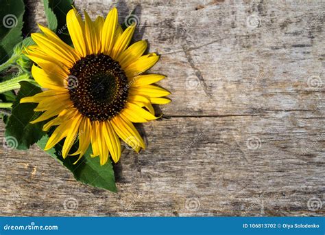 Decorative Sunflower on the Wooden Background Stock Photo - Image of blossom, floral: 106813702