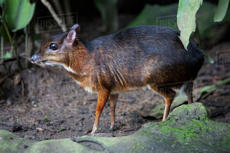 An Asian Mouse Deer (Tragulidae) At The Singapore Zoo; Singapore - Stock Photo - Dissolve