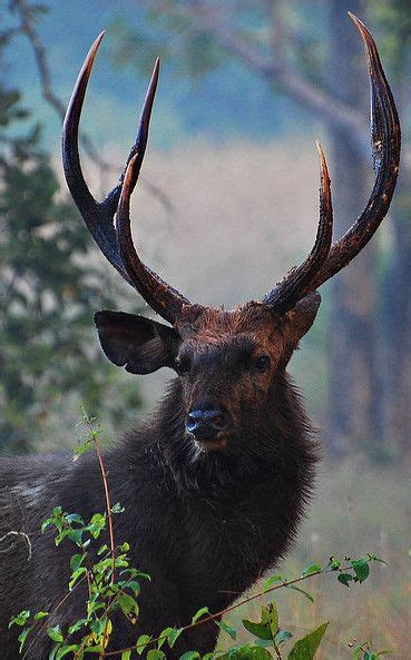 Sambar Buck Deer: In India, the sambar can comprise up to nearly 60% of ...