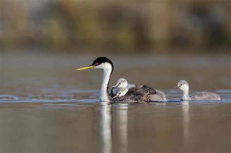 THE WESTERN GREBE