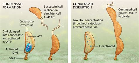 How a Bacterium Manages to Reproduce During Famine | TS Digest | The Scientist