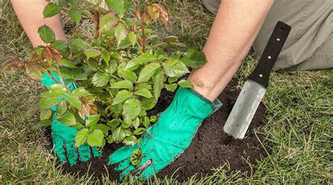 Garden Weeding Tools | Fasci Garden