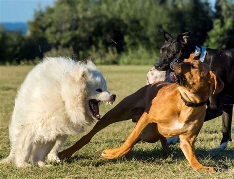 Is my dog being aggressive, or just playing? - College for Pets