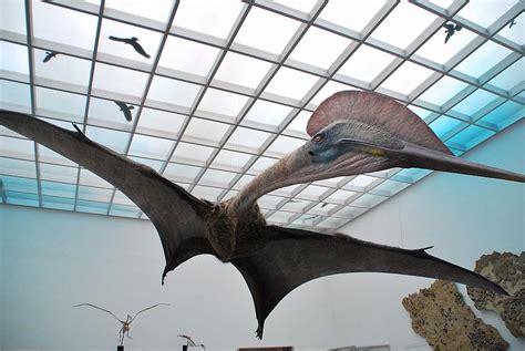 Largest flying dinosaur on display at Bucharest museum | Romania Insider