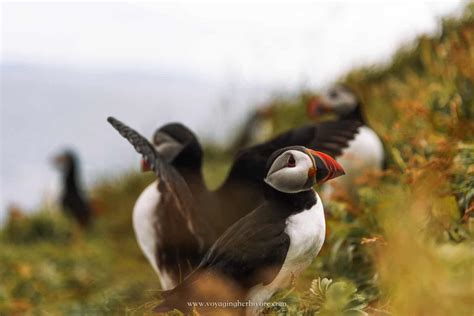 Puffins in Scotland: Where, When & How to See Them - Voyaging Herbivore