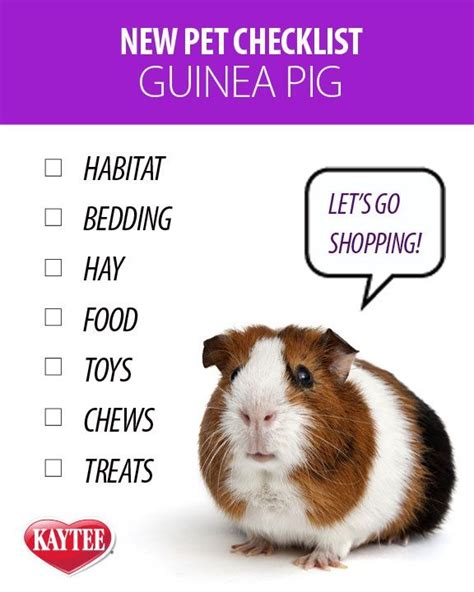 How To Take Care Of A Pet Guinea Pig - How To Care Info