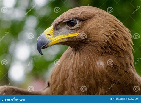 Booted Eagle - Bird of Prey Stock Photo - Image of commonly, flying: 115465552