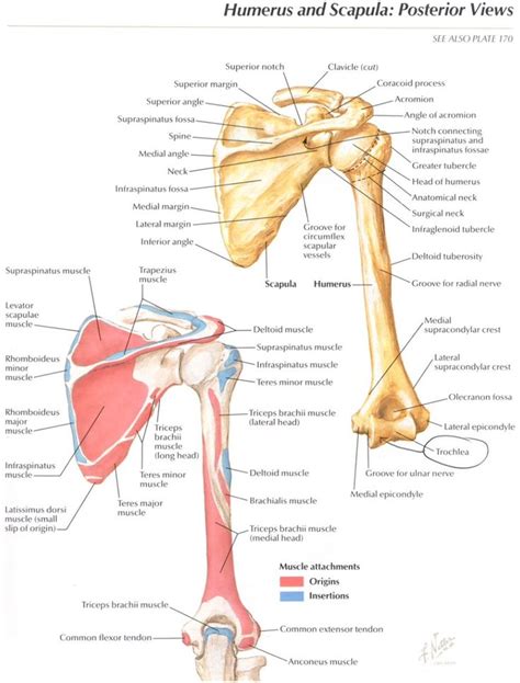 Posterior aspect of the shoulder girdle with origins and insertions - Netter | Muscle anatomy ...