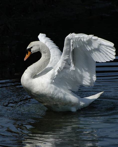 Swan Dance stock image. Image of water, eola, black, standing - 123965