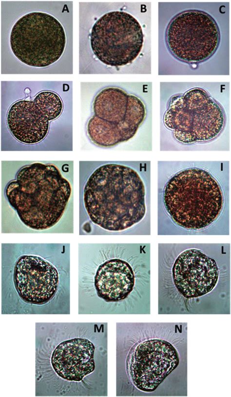 Embryonic development of Striostrea prismatica until trochophore and... | Download Scientific ...