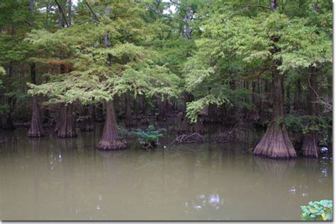 Alligator Gar - Kentucky Department of Fish & Wildlife