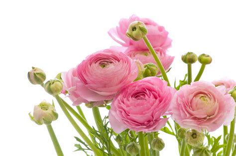 How to Plant Ranunculus Bulbs - Planting, Growing, and Storing