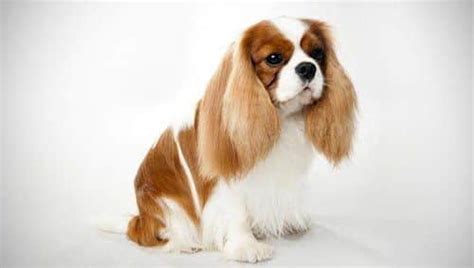 Cavalier King Charles Spaniel | Breed and Health Overview