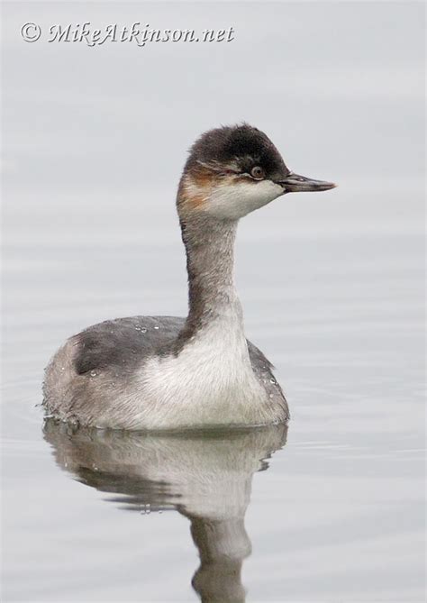 Mike Atkinson Bird Photography