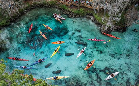 Swim with Manatees in Crystal River Florida, Manatee Tours on Kings Bay, Kayak Boat Rides ...