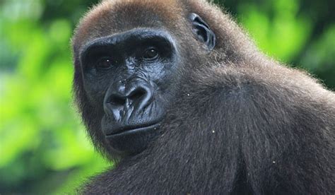 Cross River Gorilla Conservation - Cross River Gorilla