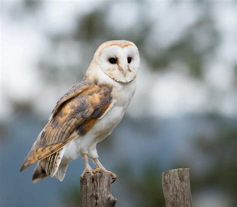 8 Species of Owls in New York - Bird Advisors