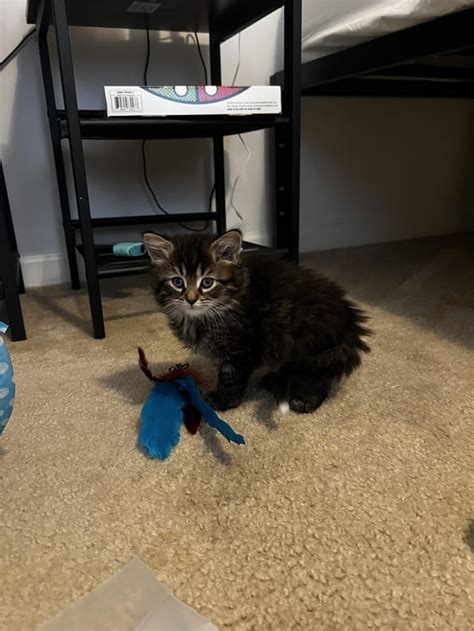 White tip tail kitten names : r/mainecoons