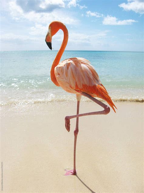 "Pink Flamingo On The Beach" by Stocksy Contributor "Jovana Milanko" | Flamingo, Pink flamingos ...