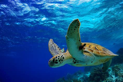 Snorkeling with Turtles in Maui