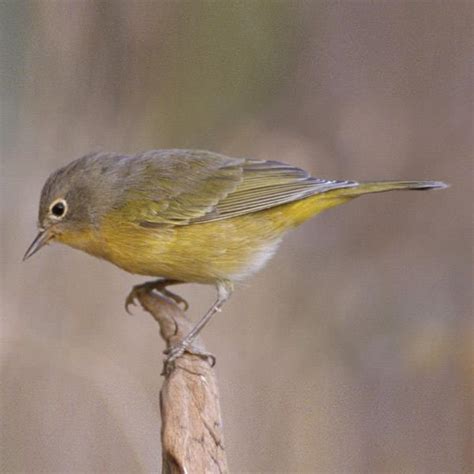 Bird Id - Nashville Warbler - Male