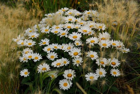 "WILD DAISY BOUQUET" by kotybear | Redbubble