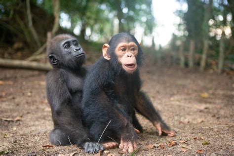 Orphaned Baby Gorilla and Chimpanzee Form an Adorable Friendship