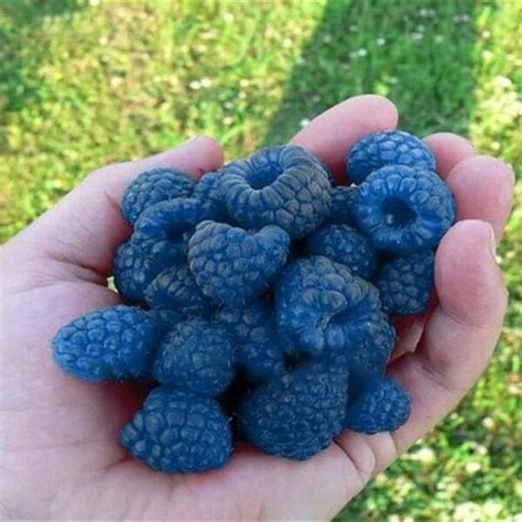 100 SEEDS Blue Raspberry Berries Raspberries Garden Fresh Fruit Healthy ...