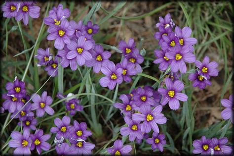 flowers for flower lovers.: Lucerne flowers pictures.