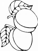 Ausmalbilder Frucht oder Obst Bild Zwei Aprikosen sketch template