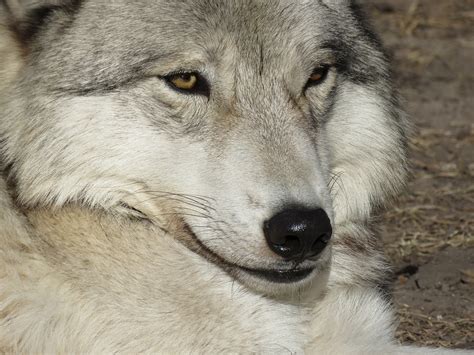 Wolfdog,wolf,dog,sanctuary,rehabilitation - free image from needpix.com