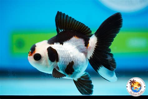 Thai Oranda Panda 3-3.5 inches Male 0831TO00PA335TX2M1 - Goldfish Island