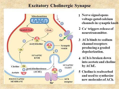 Senior Biology: Neuronal Communication