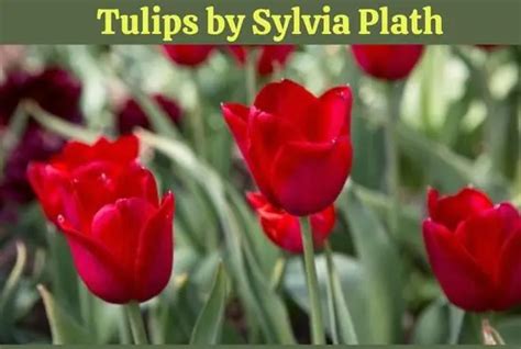 Critical Analysis of Tulips Poem by Sylvia Plath - All About English ...