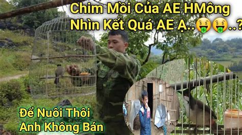 Đi Tìm Chào Mào Mồi Vào Bản Có Rất Nhiều Chim Chào Mào Bổi Đẹp / Đức Quyển Tv - YouTube